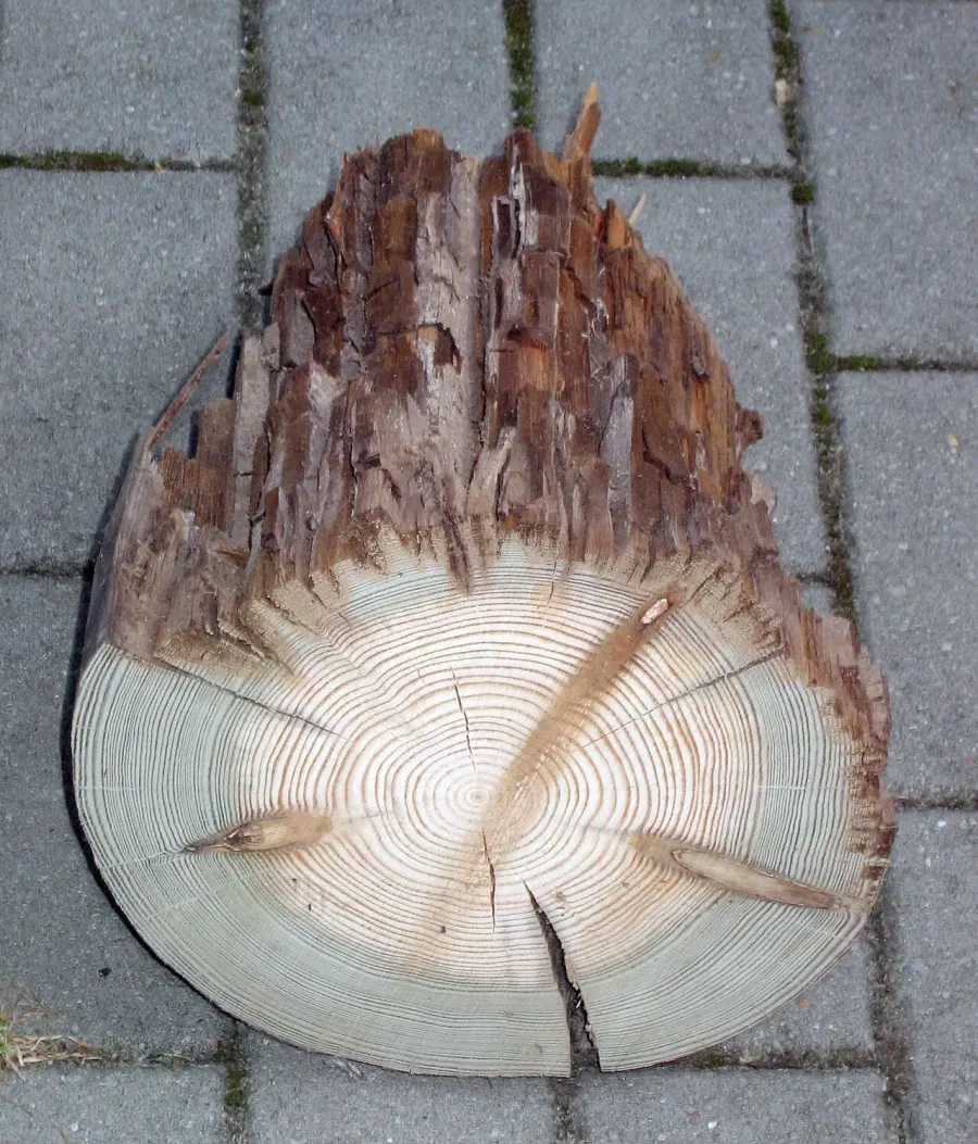 The Wood preservation card