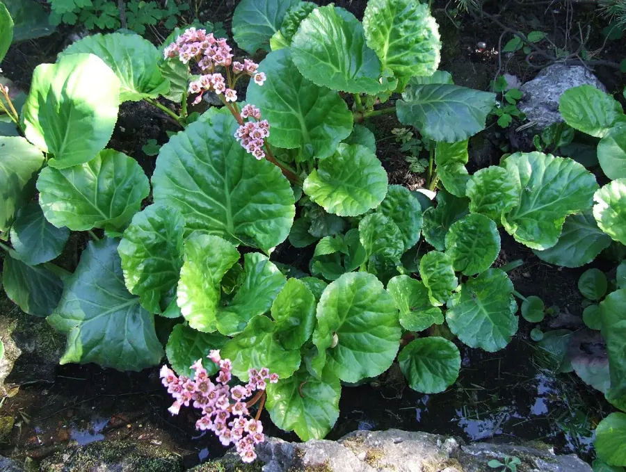 La carte Bergenia crassifolia