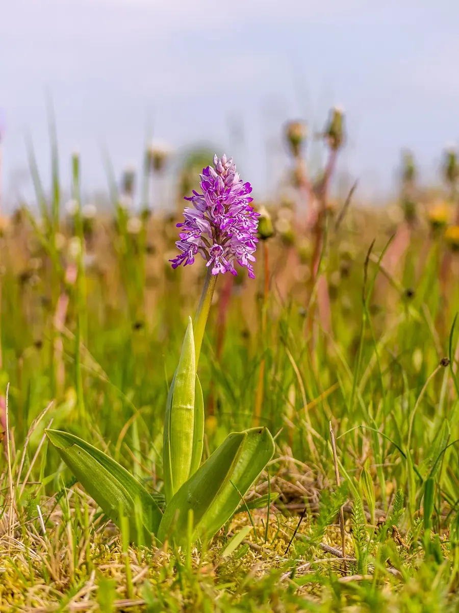 La carte Orchis guerrier
