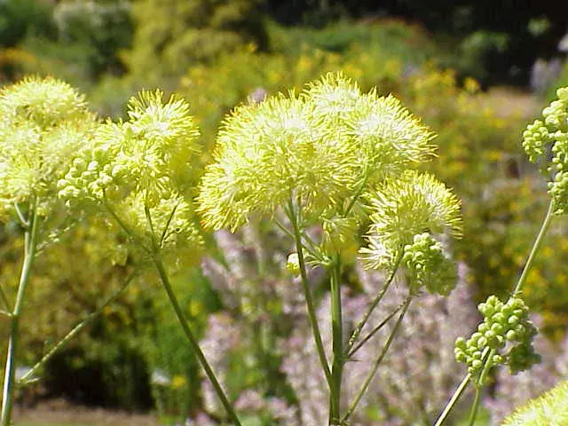 La carte Thalictrum flavum