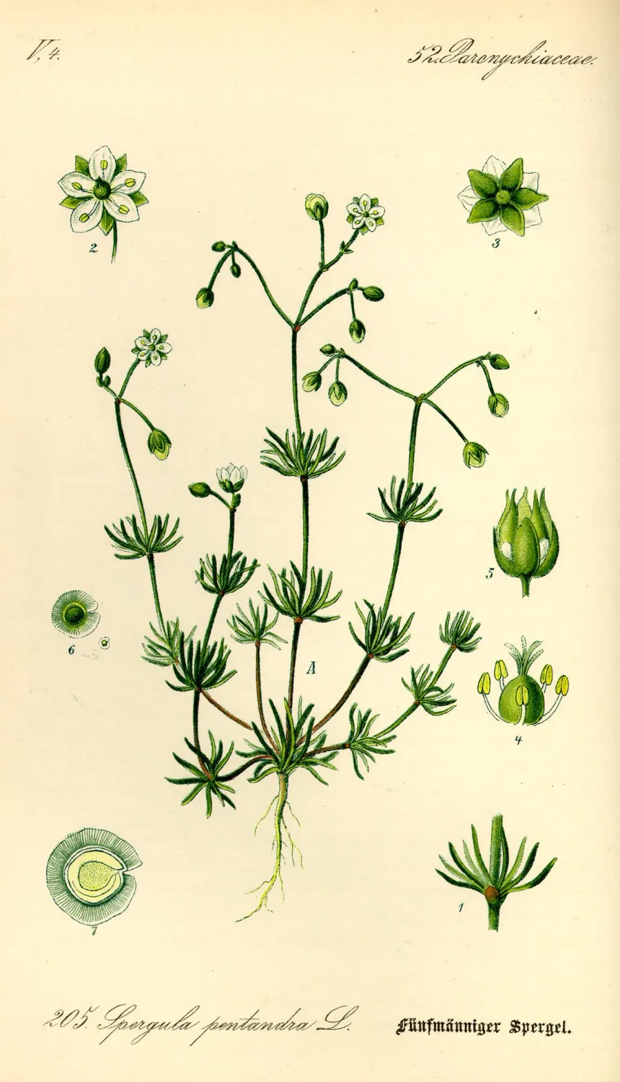 La carte Spergula