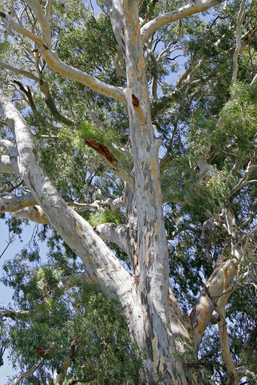 La carte Eucalyptus camaldulensis