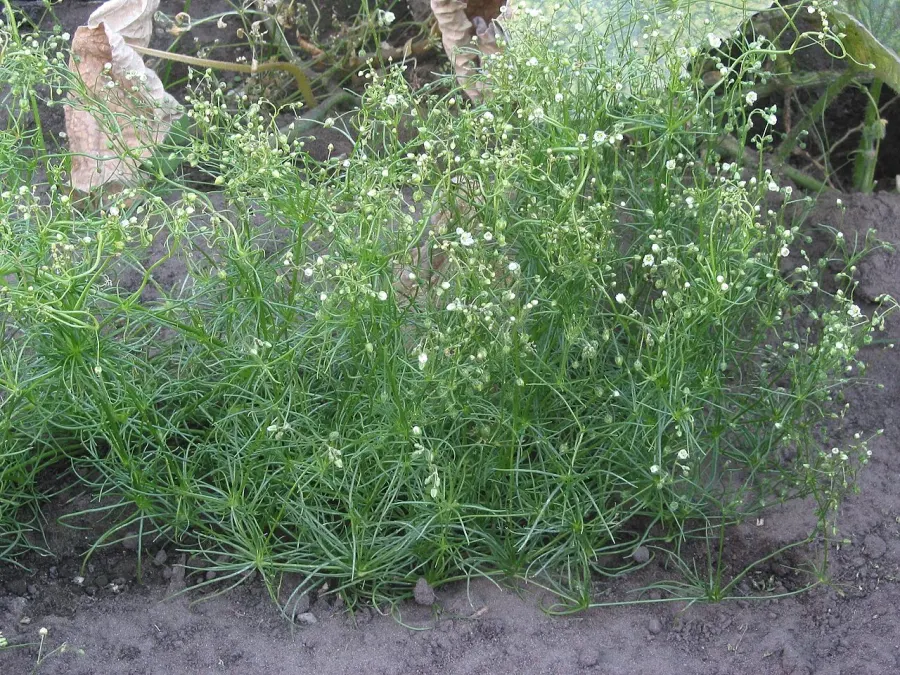 La carte Spergula arvensis