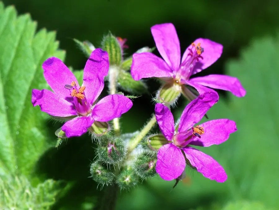 The Erodium card