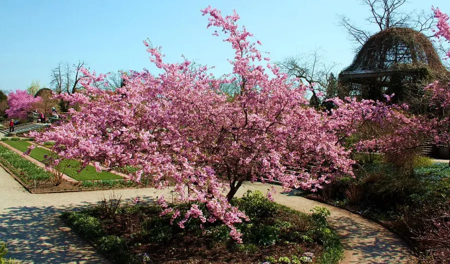 The Prunus sargentii card