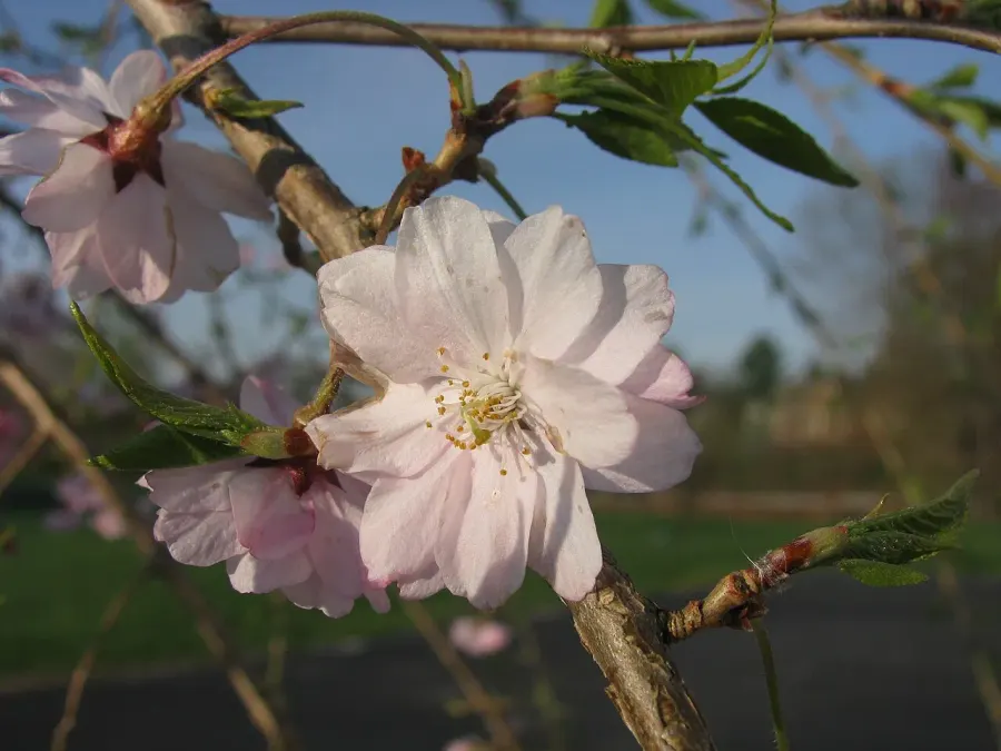 La carte Prunus subhirtella