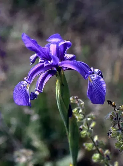 The Iris spuria card