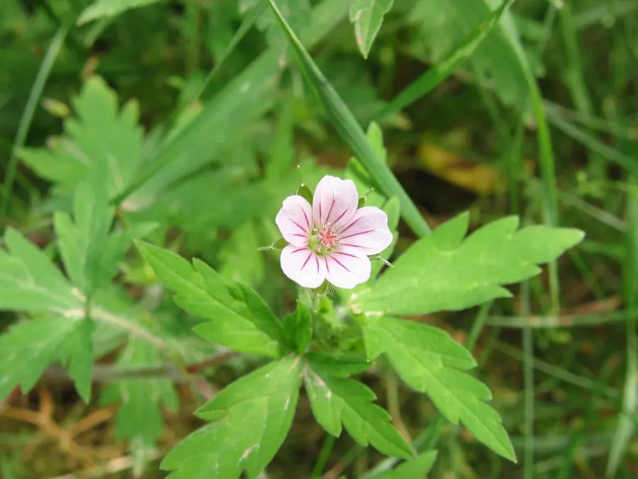 La carte Geranium sibiricum