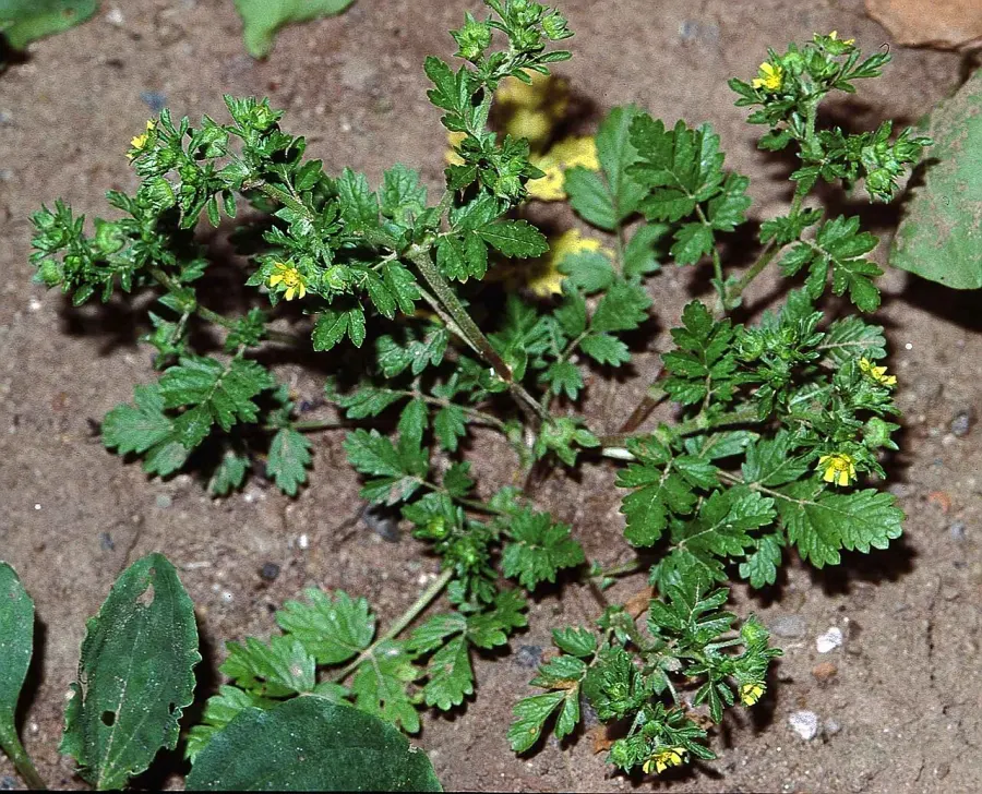 The Potentilla supina card