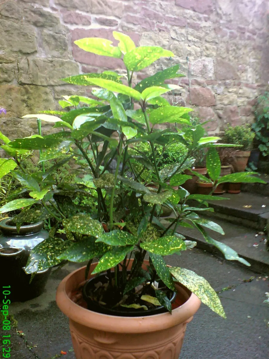 The Aucuba japonica card