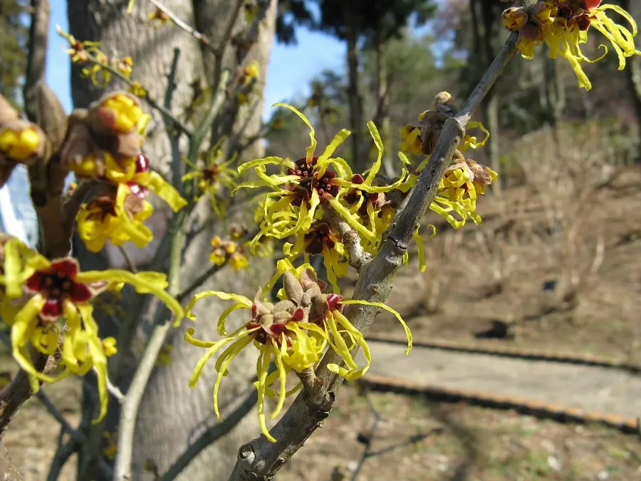 La carte Hamamelis japonica