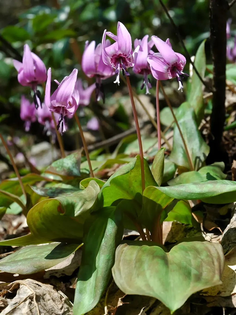 The Erythronium japonicum card