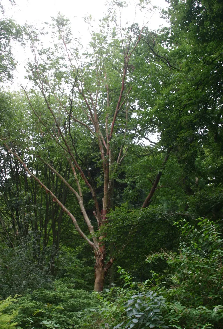 La carte Betula albosinensis
