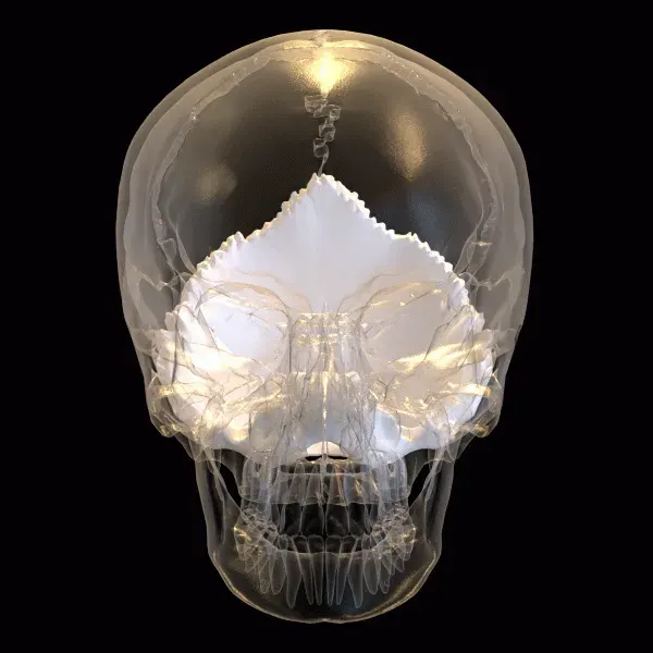 The Occipital bone card