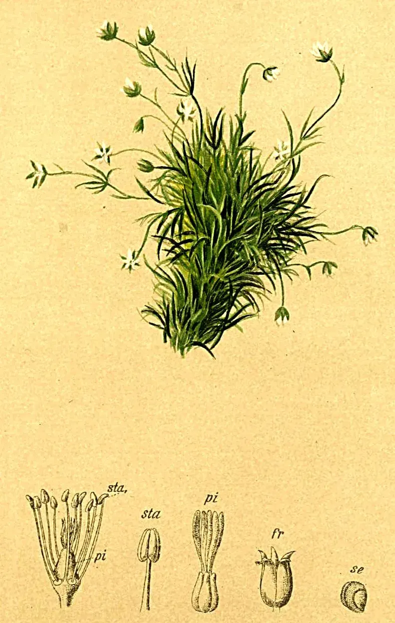 The Sagina saginoides card