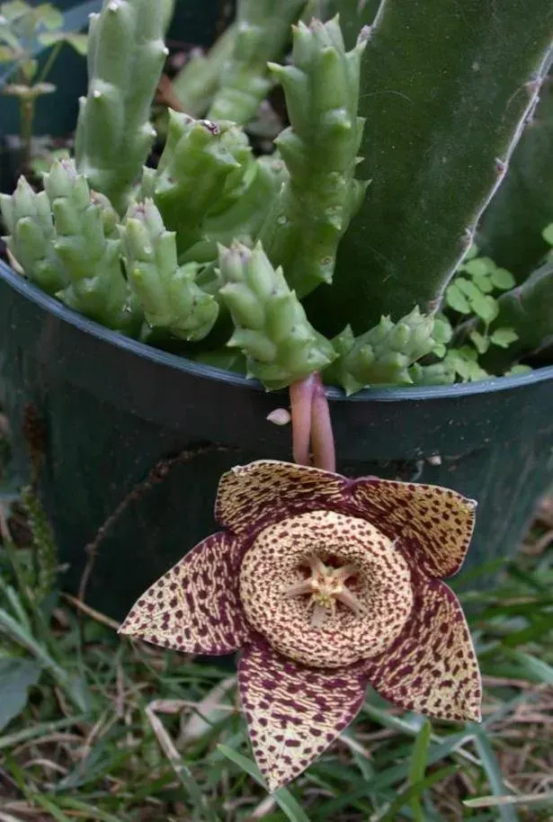 The Orbea variegata card