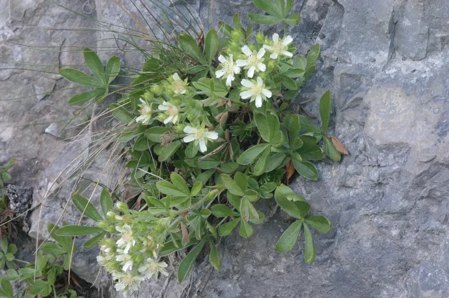 The Potentilla caulescens card