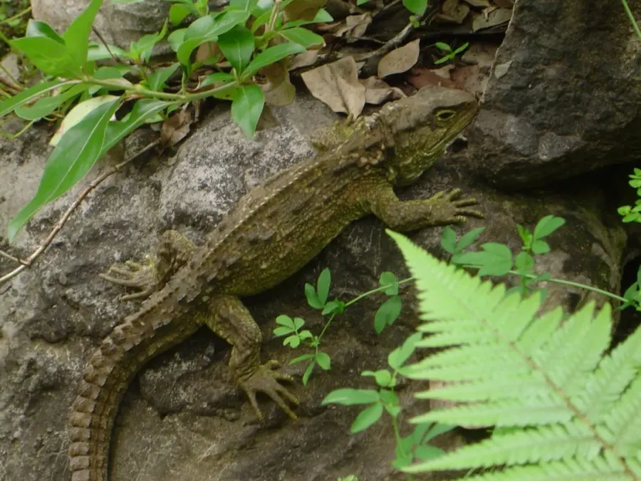La carte Sphenodon