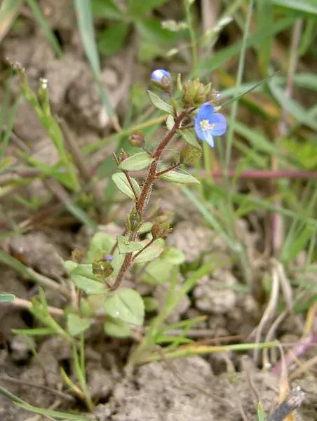 The Veronica acinifolia card