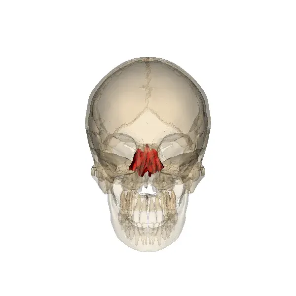 The Ethmoid bone card
