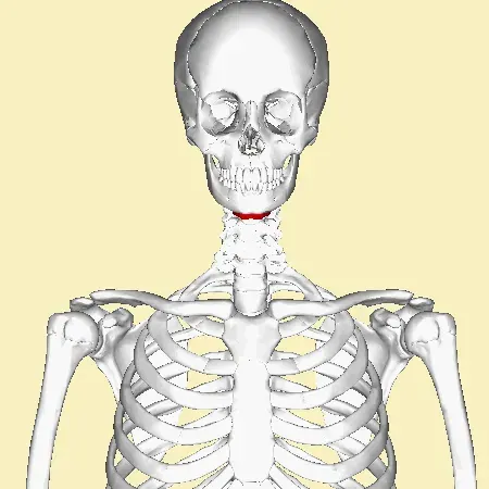 The Hyoid bone card