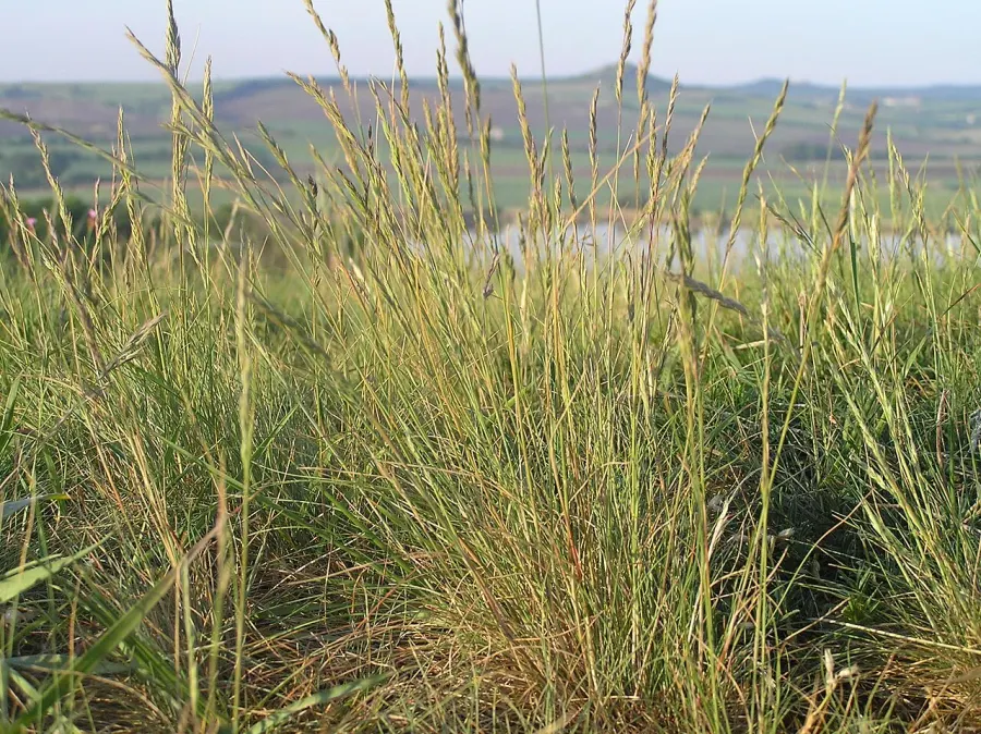 La carte Festuca valesiaca