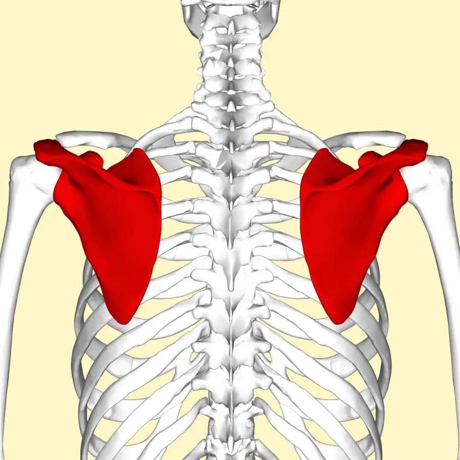 The Scapula card