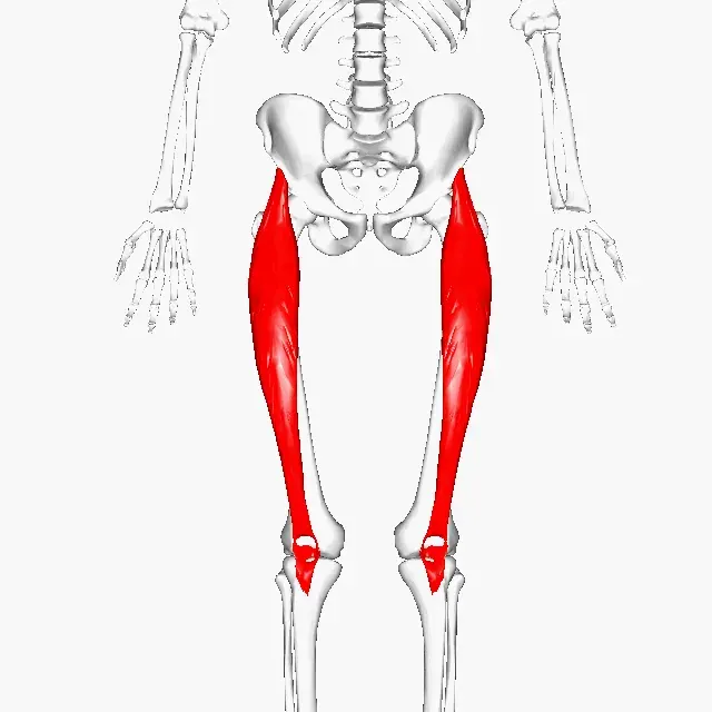 La carte Muscle droit fémoral