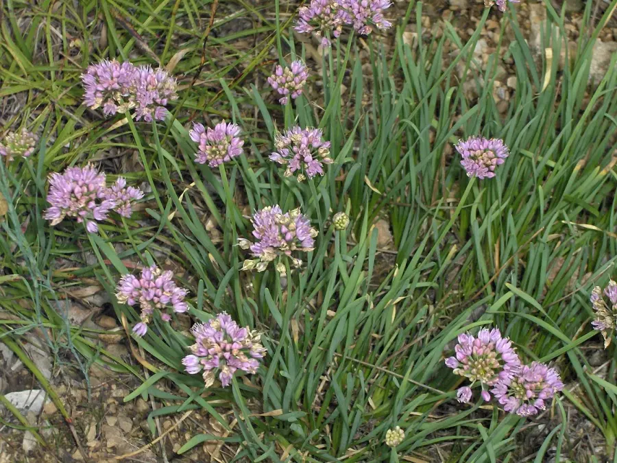 La carte Allium lusitanicum