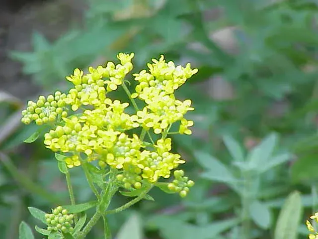 La carte Alyssum murale