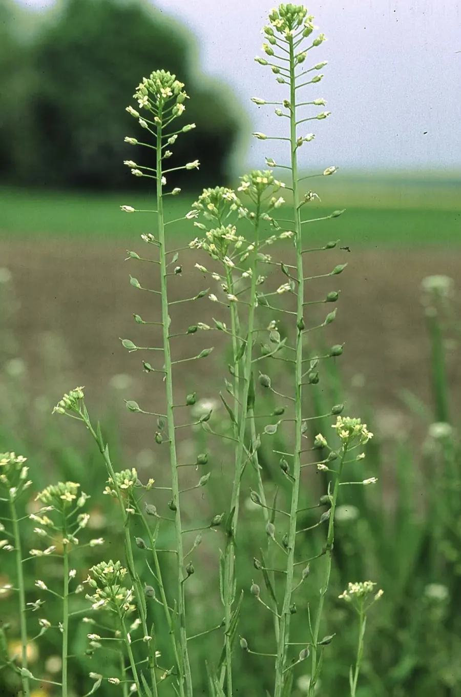 La carte Camelina