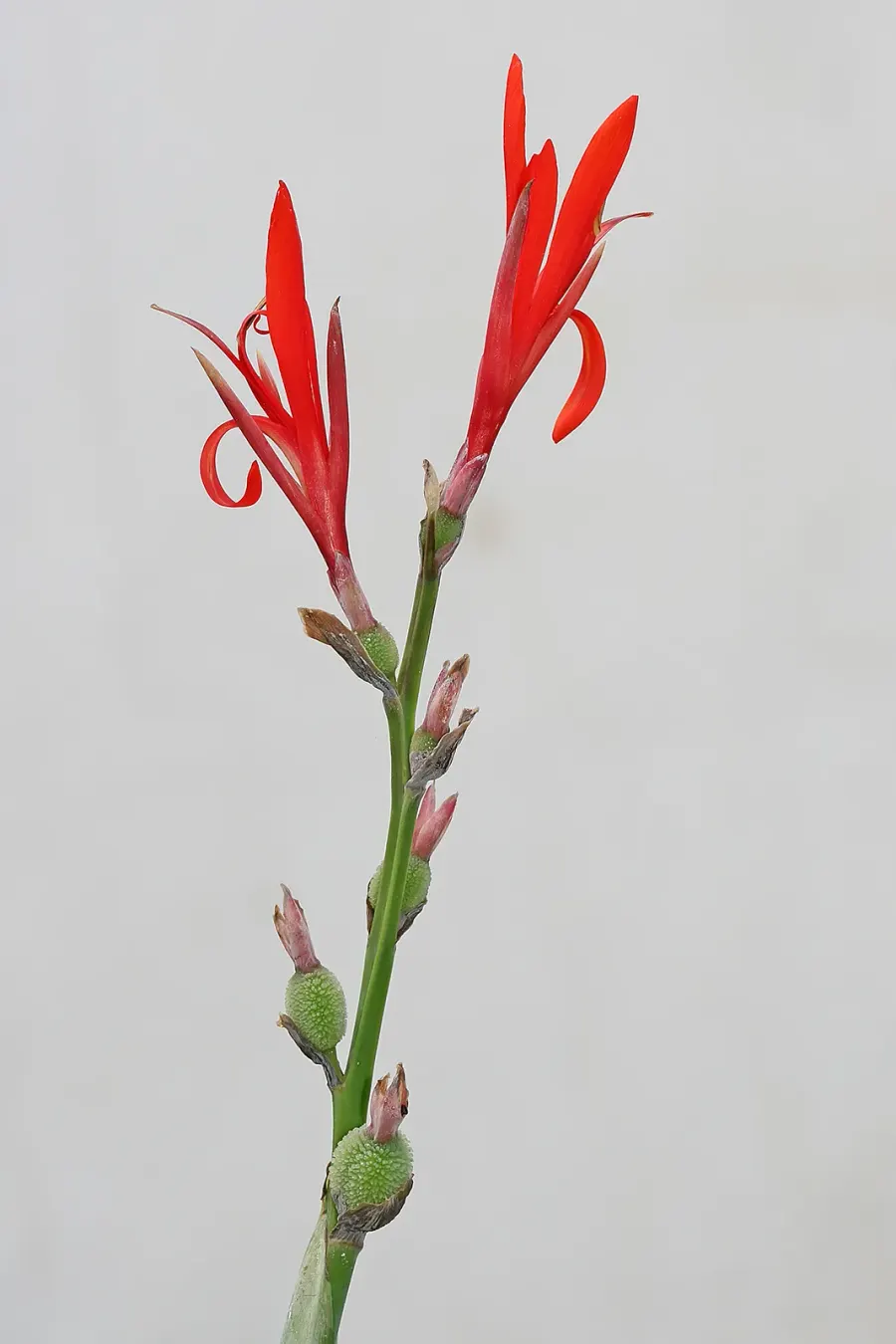 La carte Canna indica