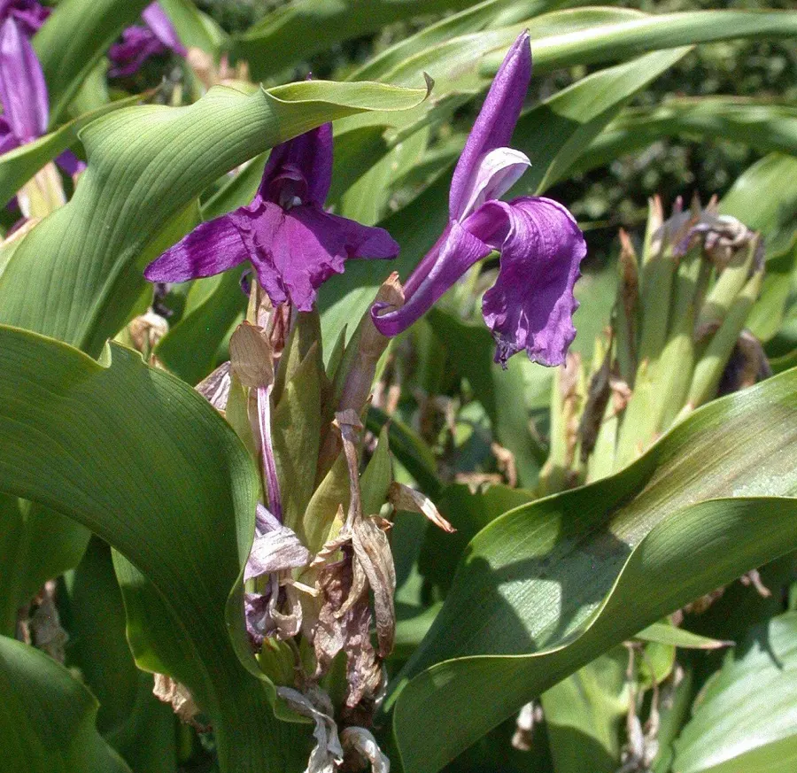 La carte Roscoea