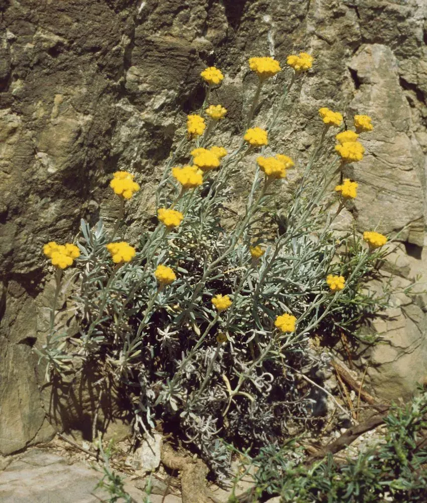 The Helichrysum stoechas card