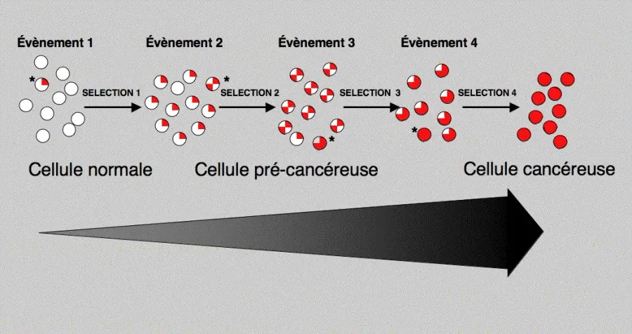La carte Cancérogenèse