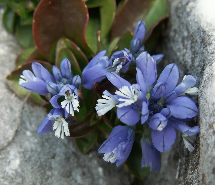 The Polygala calcarea card