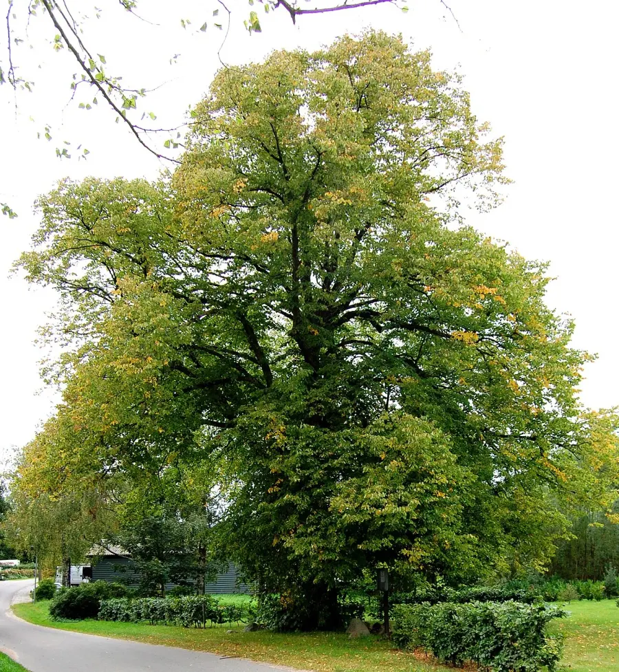 La carte Tilleul commun