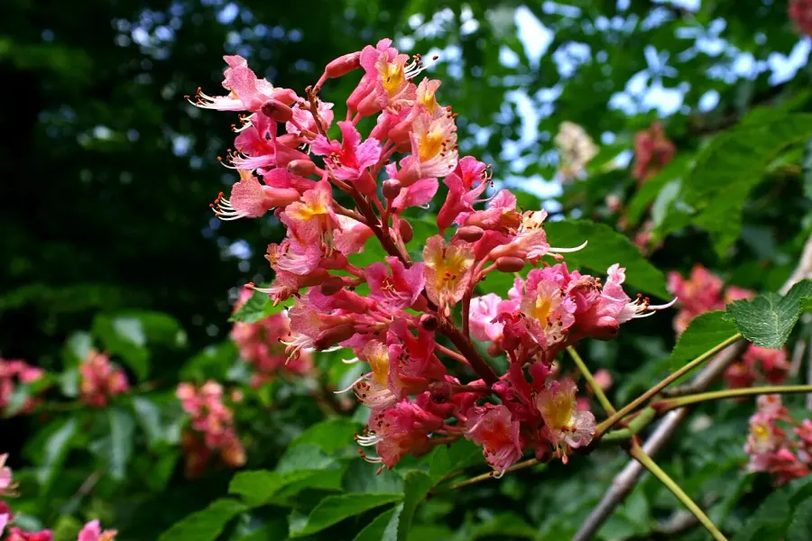 La carte Marronnier à fleurs rouges