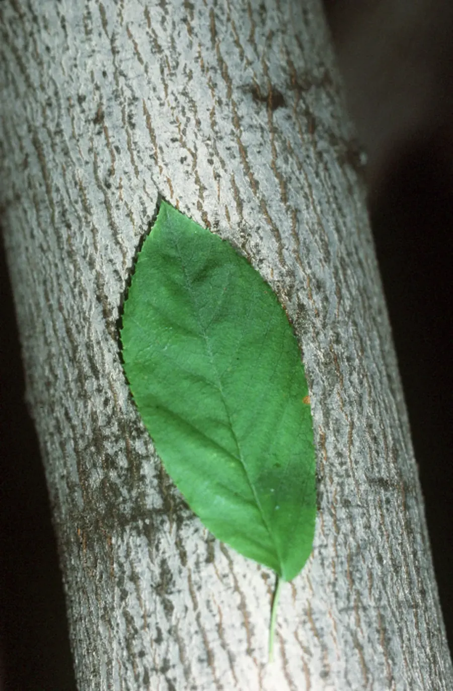 The Amelanchier laevis card