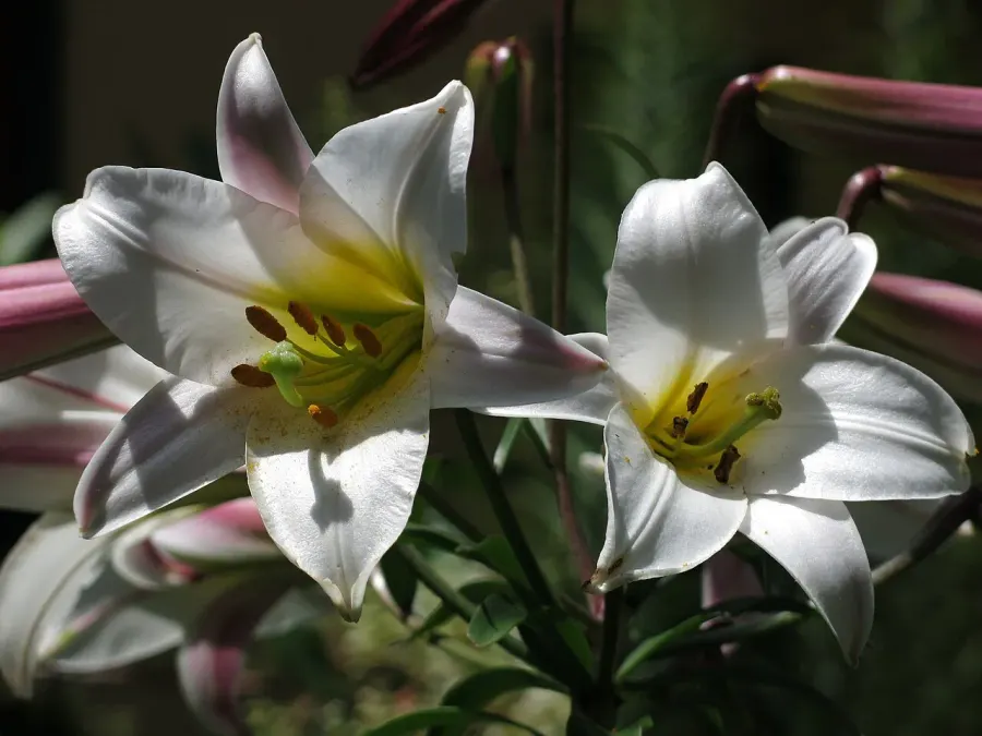 The Lilium regale card