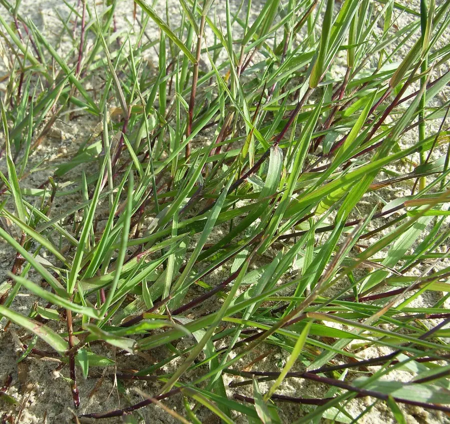 La carte Agrostis stolonifera
