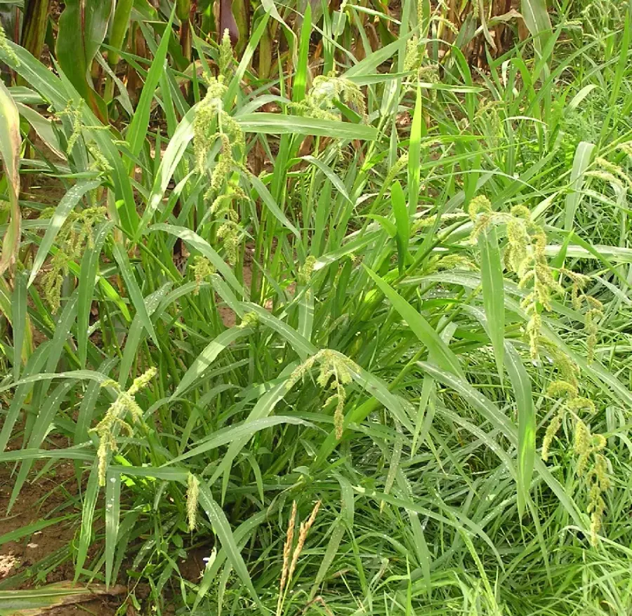 La carte Echinochloa