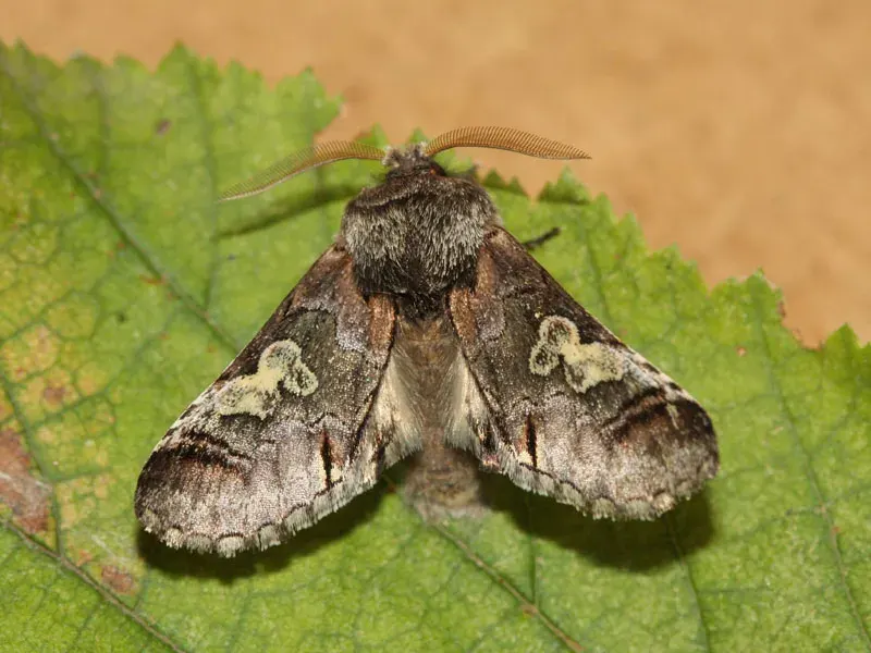 The Diloba caeruleocephala card