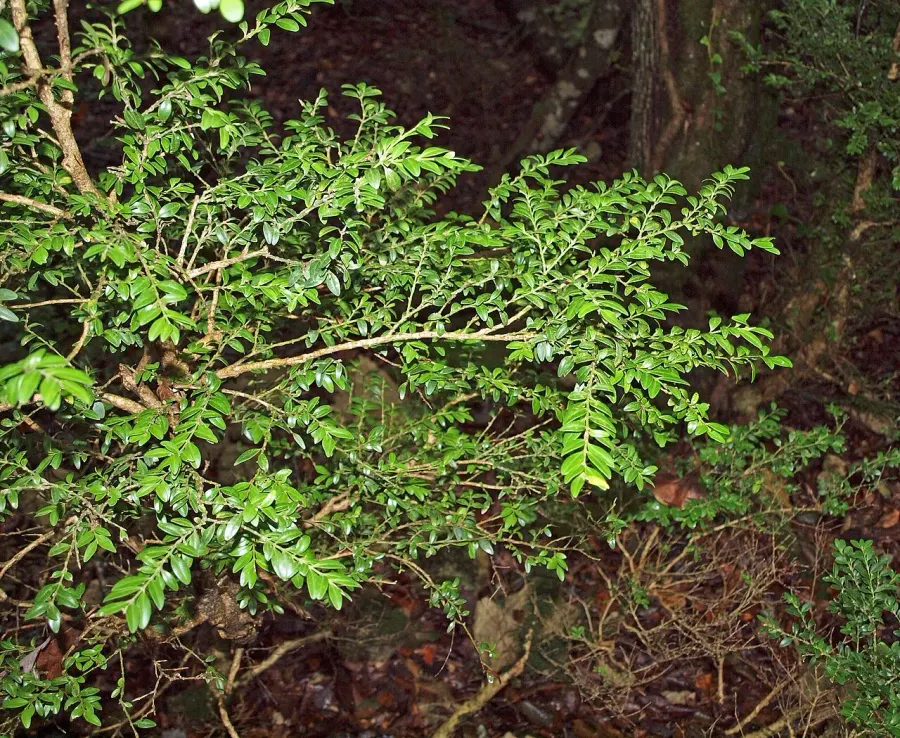 The Buxus colchica card