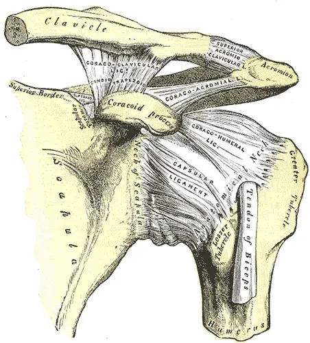 The Acromioclavicular joint card
