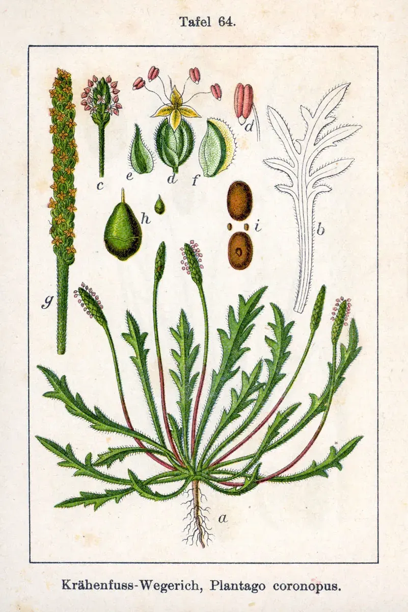 La carte Plantain corne-de-cerf