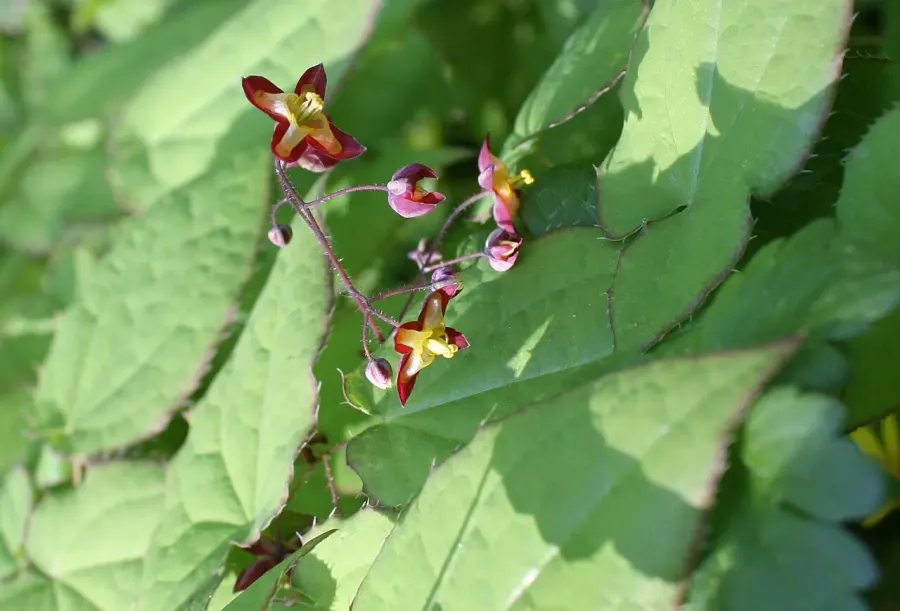 The Epimedium alpinum card