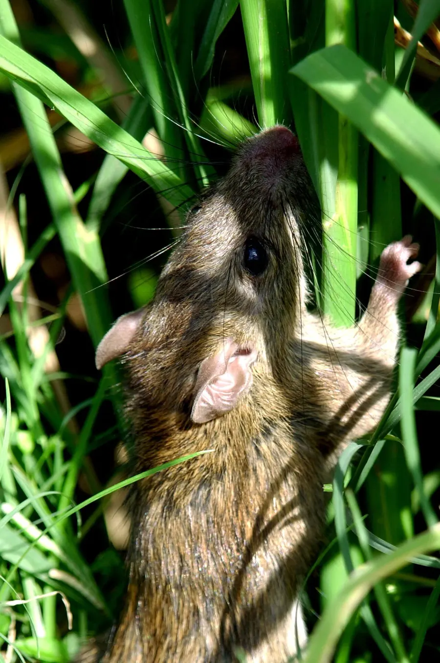 La carte Rattus argentiventer