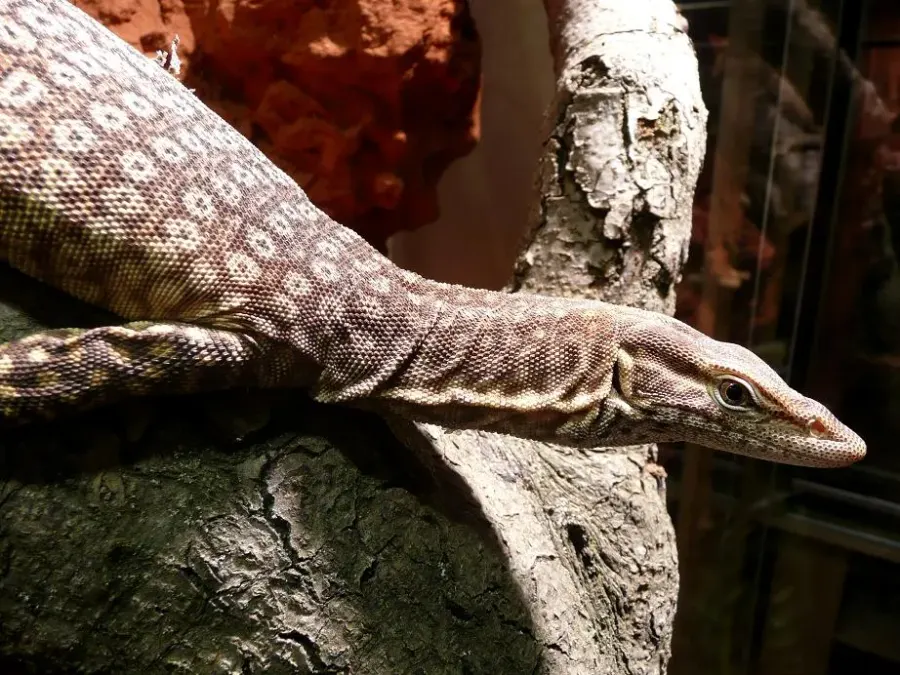 The Black-headed monitor card