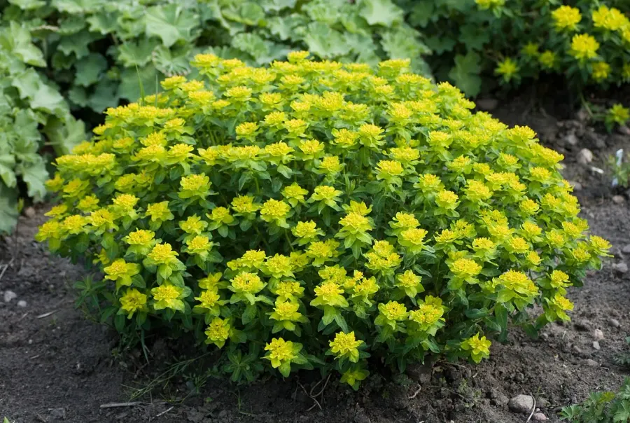 The Euphorbia epithymoides card